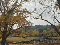 -千年银杏谷文化旅游区