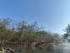 -宝安西湾红树林湿地公园