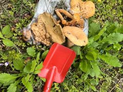 -铁山坪森林公园