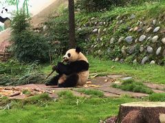 -中国大熊猫保护研究中心雅安碧峰峡基地