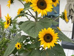 -致璞ZHIPU Rolling on(青岛极地店)