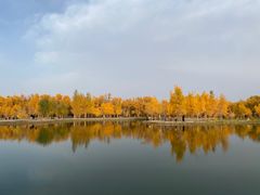 -金塔沙漠胡杨林景区