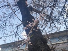 -吉林大学(南岭校区)
