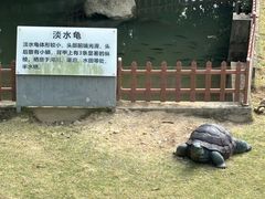 -广东惠东海龟国家级自然保护区