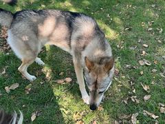 -爪吧宠物乐园 (温榆河示范区店)