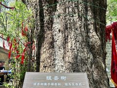 -抱犊崮国家森林公园