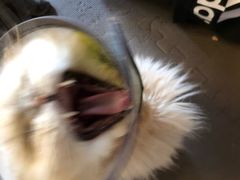 -猫猫幼稚园·撸猫·桌游·电玩