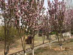 -永定河休闲森林公园