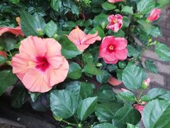 -哈尔滨道外花鸟鱼市场