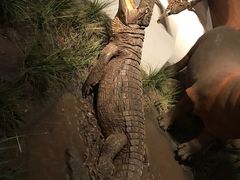 -贝林大翅鲸简餐厅(国家海洋博物馆店)