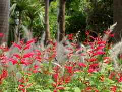 -深圳国际园林花卉博览园