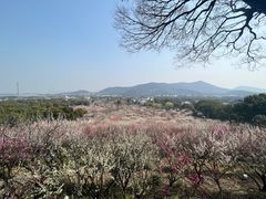 -香雪海