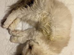 -喵百万·布偶·蓝金金渐层英短·猫舍(百子湾店)
