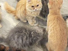 -楼上猫咖(罗湖店)