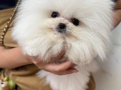 -宠爱多约克夏马尔济斯泰迪小型犬专卖