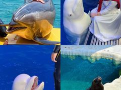 -秦皇岛乐岛海洋王国