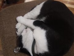 -猫的天空之城概念书店(杭州南宋御街店)