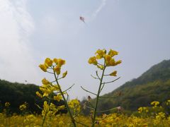 -八卦田遗址公园