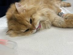 -北京观赏动物医院·24小时大型综合·猫专科·异宠专科