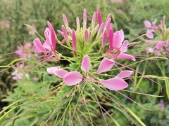 -北纬44度·金珠花海休闲农业旅游景区