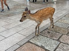 -奈良公园