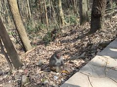 -黔灵山公园