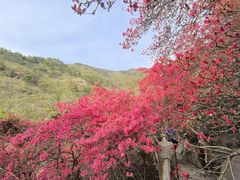 -木兰云雾山