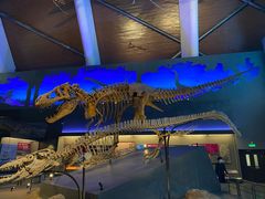 -贝林大翅鲸简餐厅(国家海洋博物馆店)