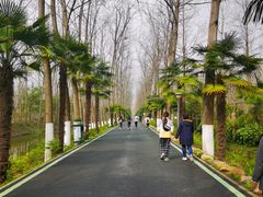 -合肥滨湖国家森林公园