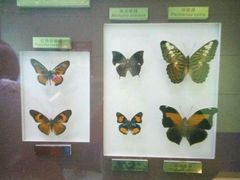 -上海昆虫博物馆