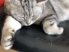 -平行世界·猫咖(首经贸店)