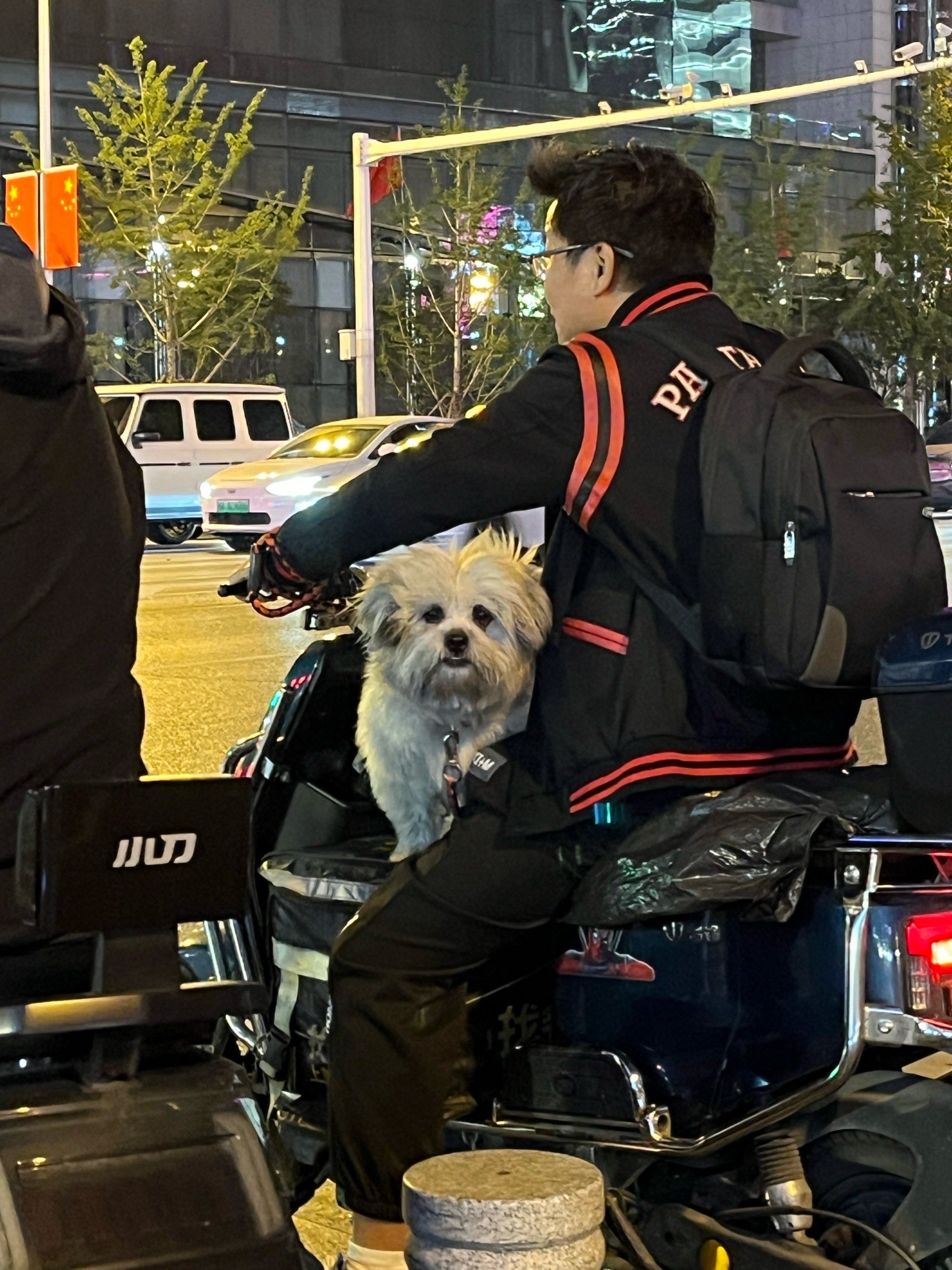 citywalk偶遇坐电动车的狗狗们