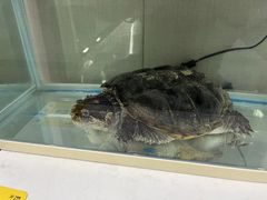 -翟韵茶咖棋牌