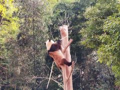 -都江堰中华大熊猫苑