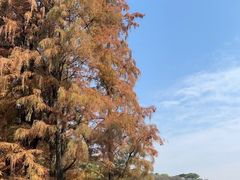 -三水森林公园