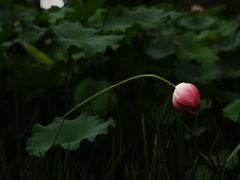 -陈家山荷花公园