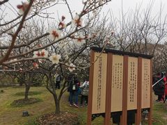 -香雪海