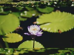 -国家植物园南园
