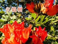 -中国科学院西双版纳热带植物园
