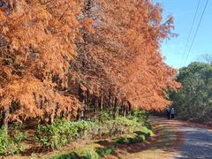 -上海海湾国家森林公园