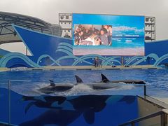 -上海海昌海洋公园