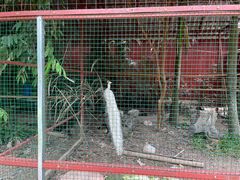 -西双版纳总佛寺