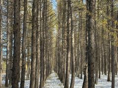 -塞罕坝国家级自然保护区