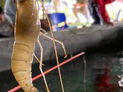 -会江钓鱼钓虾烧烤场