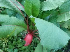 -凤来栖·净庭院·火锅(欧尚店)