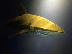 -福州罗源湾海洋世界旅游区