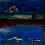 🐬逛浪漫海洋公园，看梦幻飞天游✨