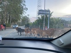 -海南热带雨林国家公园吊罗山景区