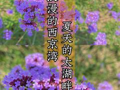 -西京湾花海