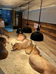 -Zoolung Zoolung动物主题公园(海信广场店)